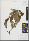 Foto von Salix appendiculata Vill.